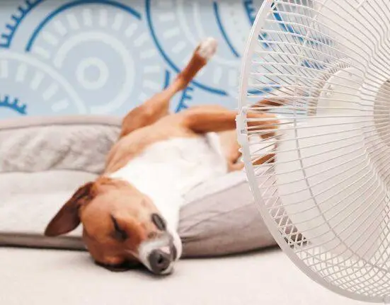 Ventilátorral hűsülő kutya